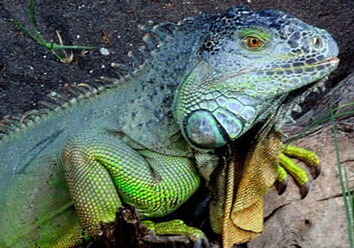 Iguana Verde - Tortugario Cuyutlán